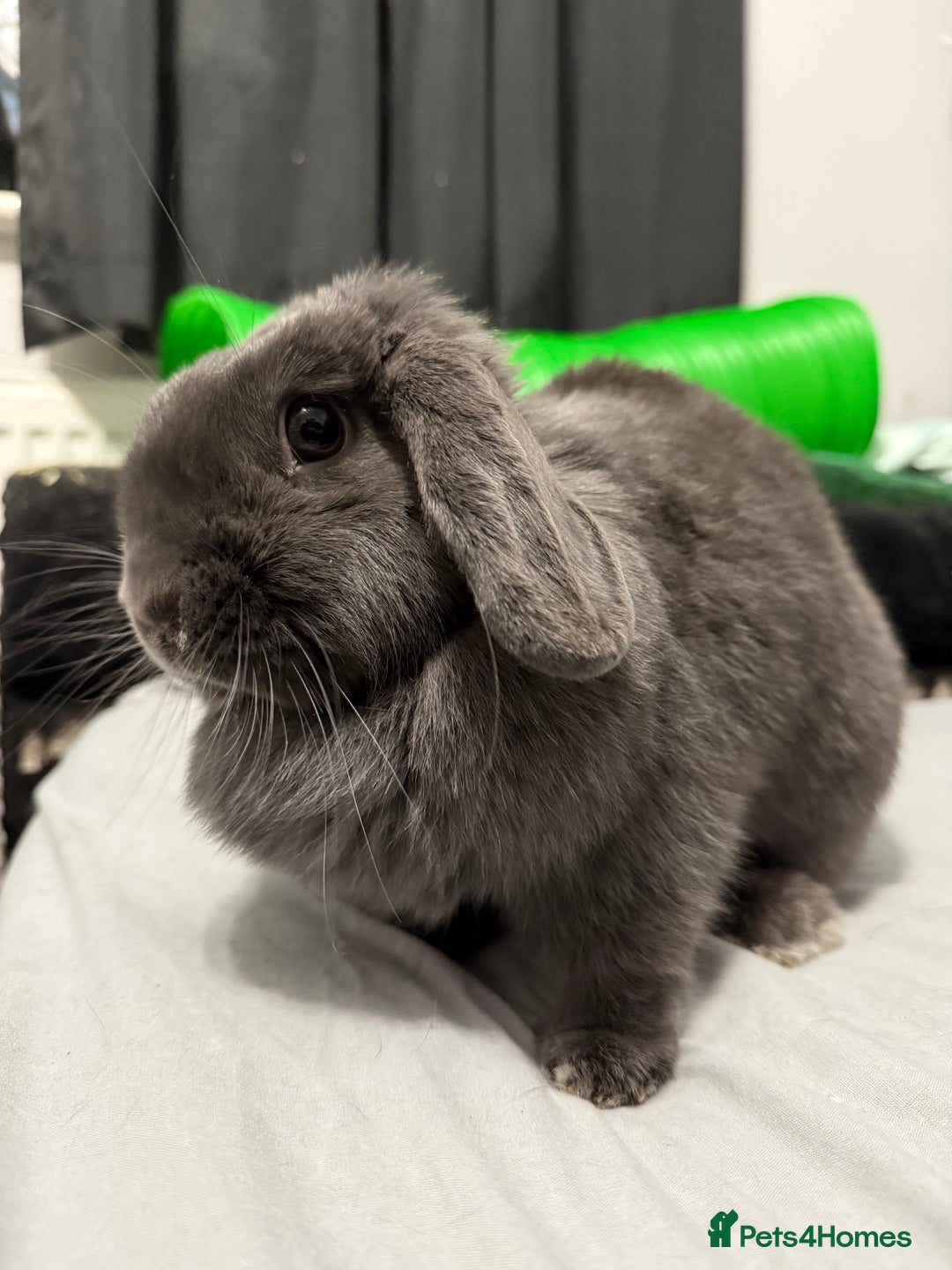 Mini Lop rabbits for sale: Rabbits to rehome - Image 2