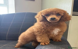 Miniature Poodle dogs for sale: READY NOW 2 boys available.  - Image 5