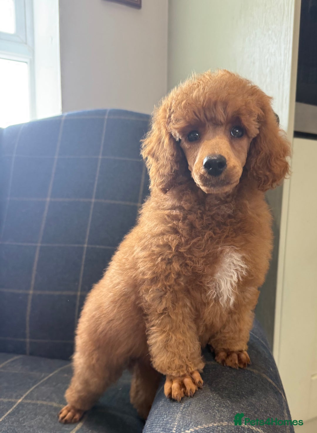Miniature Poodle dogs for sale: READY NOW 2 boys available.  - Image 5