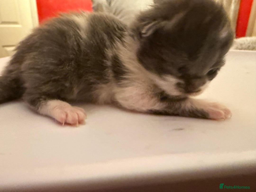Ragdoll cats for sale: Beautiful Ragdoll girl  - Image 13