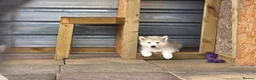 Canadian Eskimo Dog dogs for sale: 17 week old male & female Canadian Eskimo Puppies - Advert 5