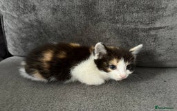 American Shorthair cats for sale: Smart stunning mixed colour kittens  - Image 16