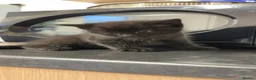 Mixed Breed cats for sale: 5 beautiful grey/black/white kittens in London - Advert 10