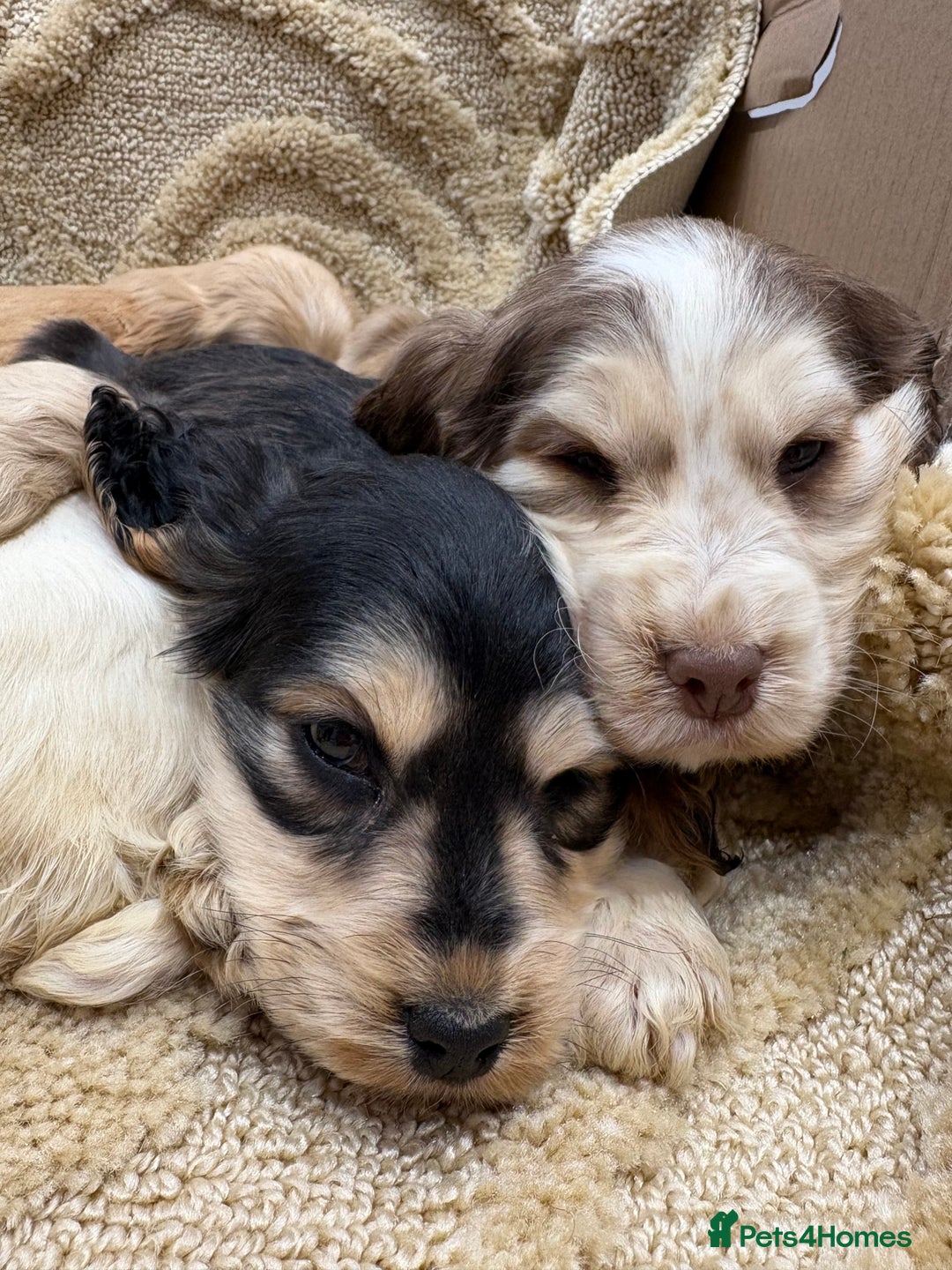 Cocker Spaniel dogs for sale: Stunning show type cocker spaniel puppies  - Advert 4