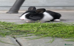 Mixed Breed rabbits for sale: Netherland Dwarf mix Lionhead - Image 3