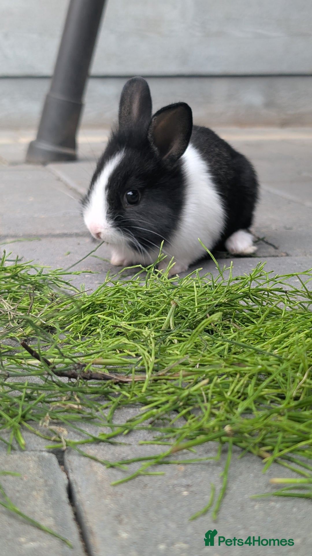 Mixed Breed rabbits for sale: Netherland Dwarf mix Lionhead - Image 3