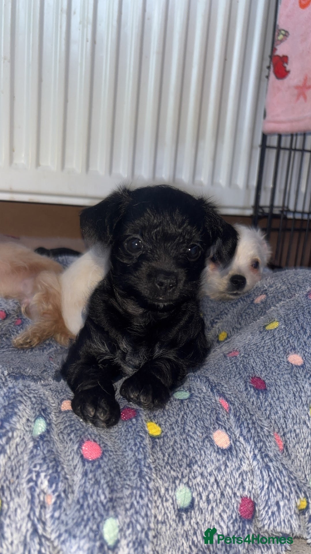 Chipoo dogs for sale: ChiPoo Puppies  - Advert 7