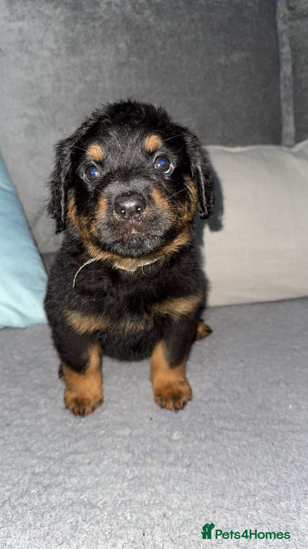Rottweiler dogs for sale: Male rottweilwr puppy looking for a forever home - Advert 3