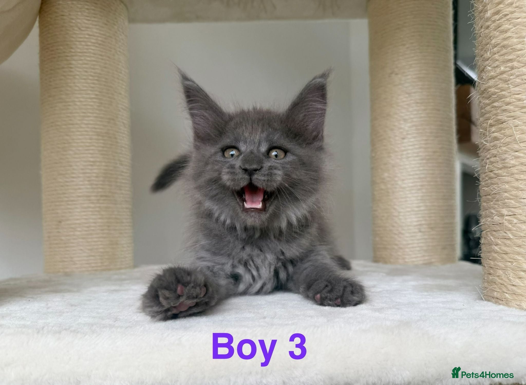 Maine Coon cats 3 left. SHOW QUALITY MAINE COON KITTENS  - Advert 1