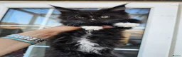 Maine Coon cats for sale: Beautiful Maine Coon Kittens - Advert 15