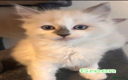 Ragdoll cats for sale: Beautiful Ragdoll Kittens GCCF registered  - Image 12