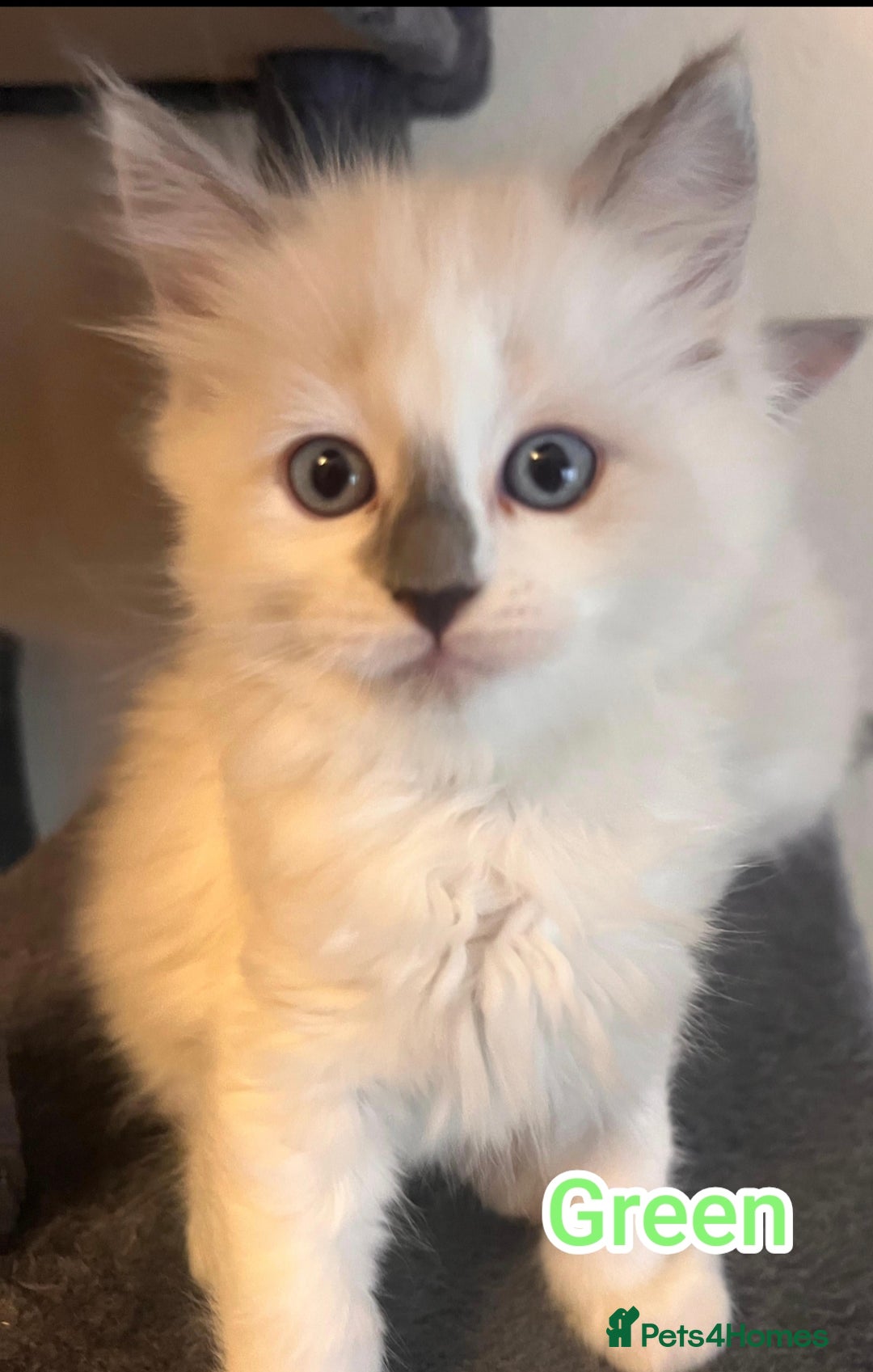 Ragdoll cats for sale: Beautiful Ragdoll Kittens GCCF registered  - Image 12