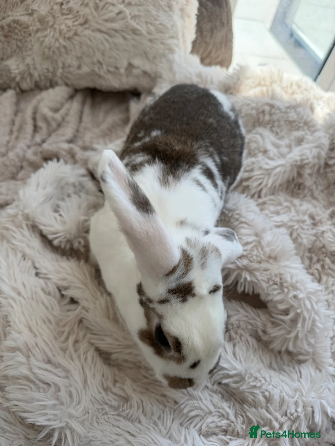 Mixed Breed rabbits for sale: Flopsy and Mopsy in Burton-on-Trent - Advert 2