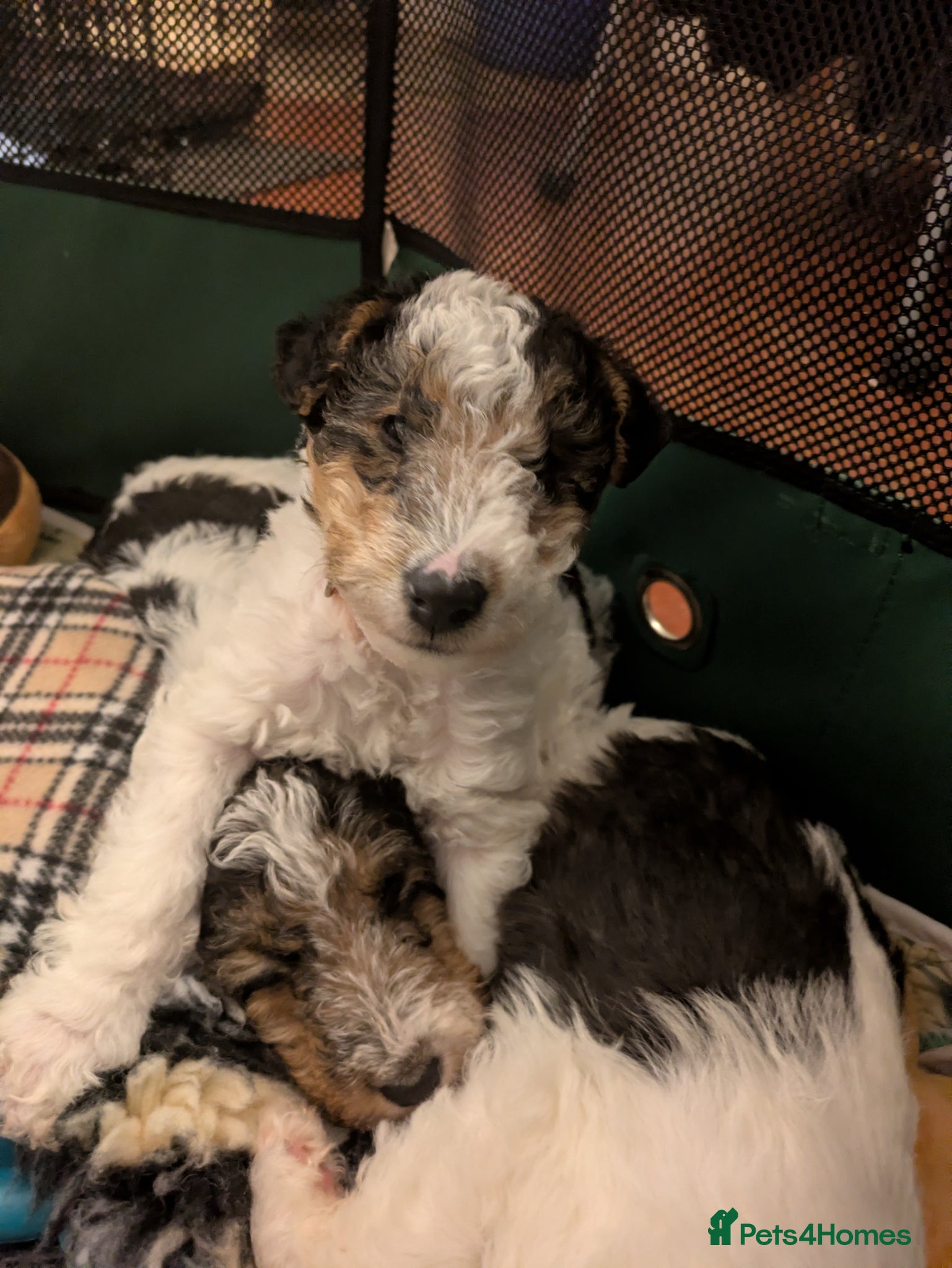 Fox Terrier dogs Beautiful KC litter of 3 boy 2 pups reserved  - Advert 3