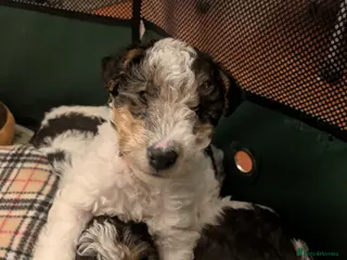 Fox Terrier dogs Beautiful KC litter of 3 boy 2 pups reserved - Advert 3