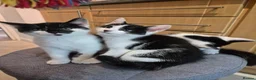 Mixed Breed cats for sale: Unique Black and White "Frosted" Bicolor kittens - Advert 1
