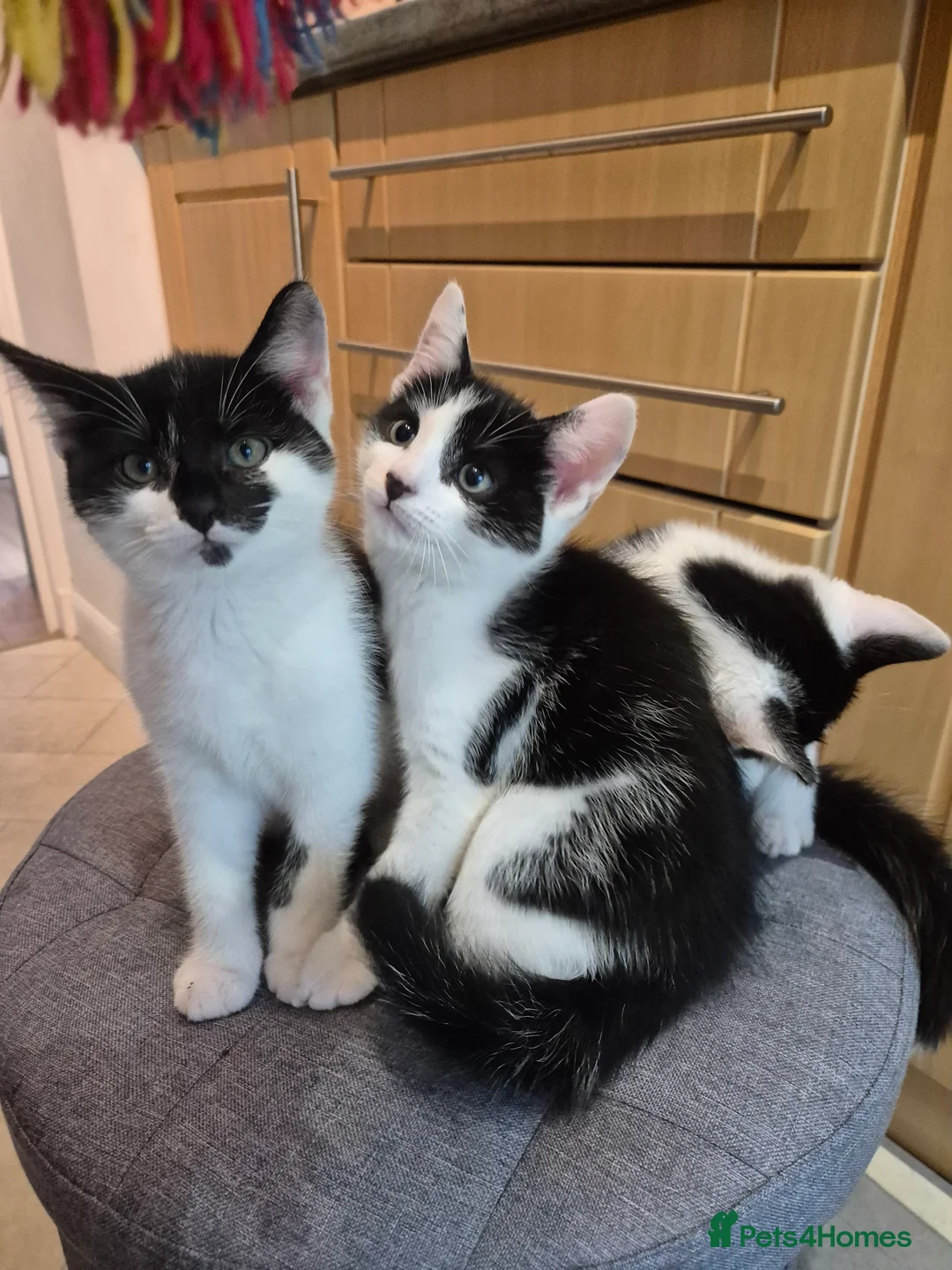 Mixed Breed cats for sale: Unique Black and White "Frosted" Bicolor kittens - Advert 1