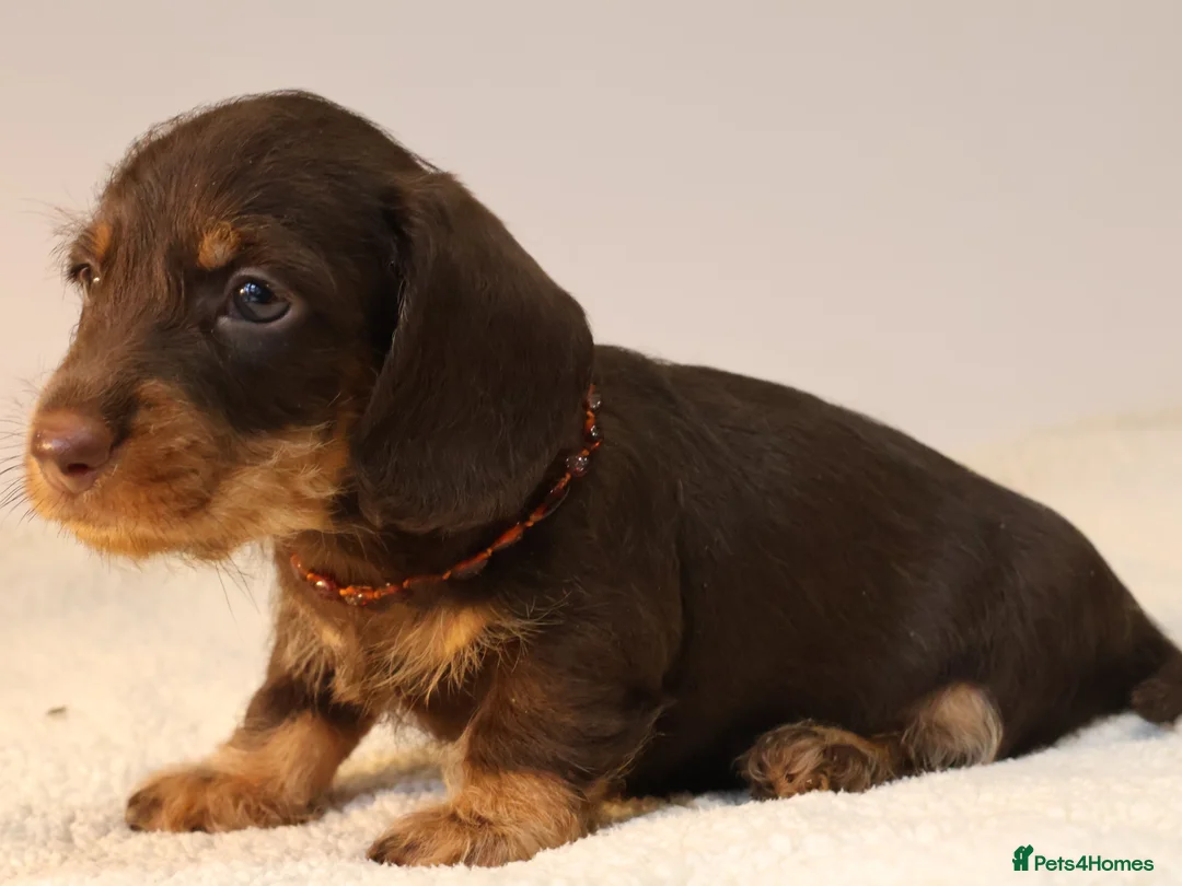 Miniature Dachshund dogs for sale: Choco+Wirehaired+5*Licensed+Kc+Praclear+Vetchecked - Advert 24