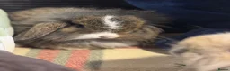 Mini Lop rabbits for sale: Lovely mini lop & lion lop babies (vaccinated) - Advert 13