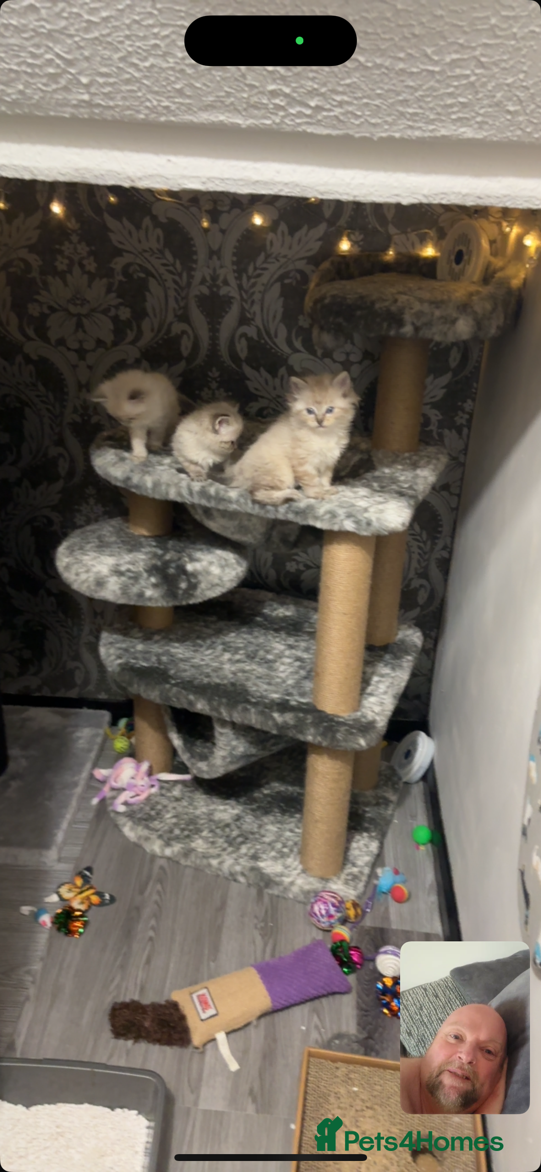Ragdoll cats for sale: 2 male ragdoll kittens in Colchester - Image 12