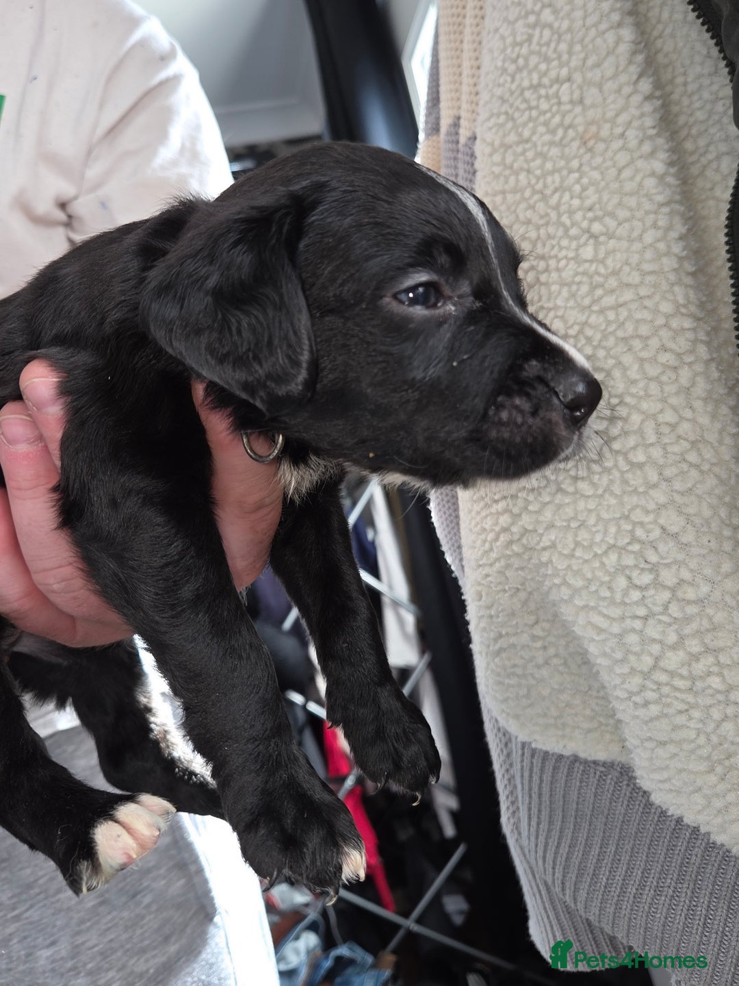 Mixed Breed dogs for sale: Labrador/irish wolf hound  - Image 11