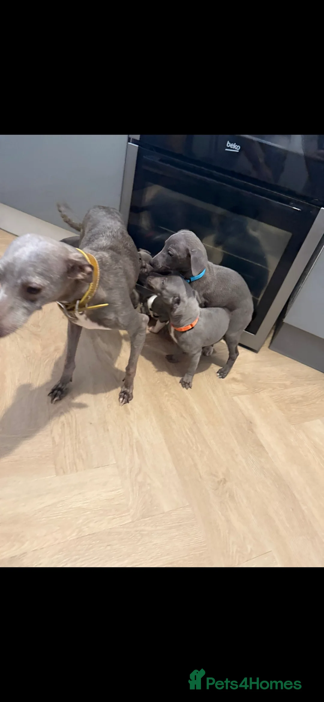 Italian Greyhound dogs for sale: Italian greyhounds ready now  - Advert 1