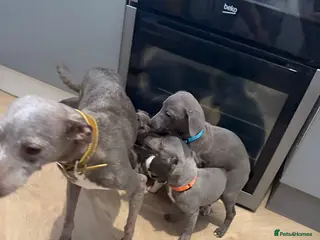 Italian Greyhound dogs Italian greyhounds ready now - Advert 5
