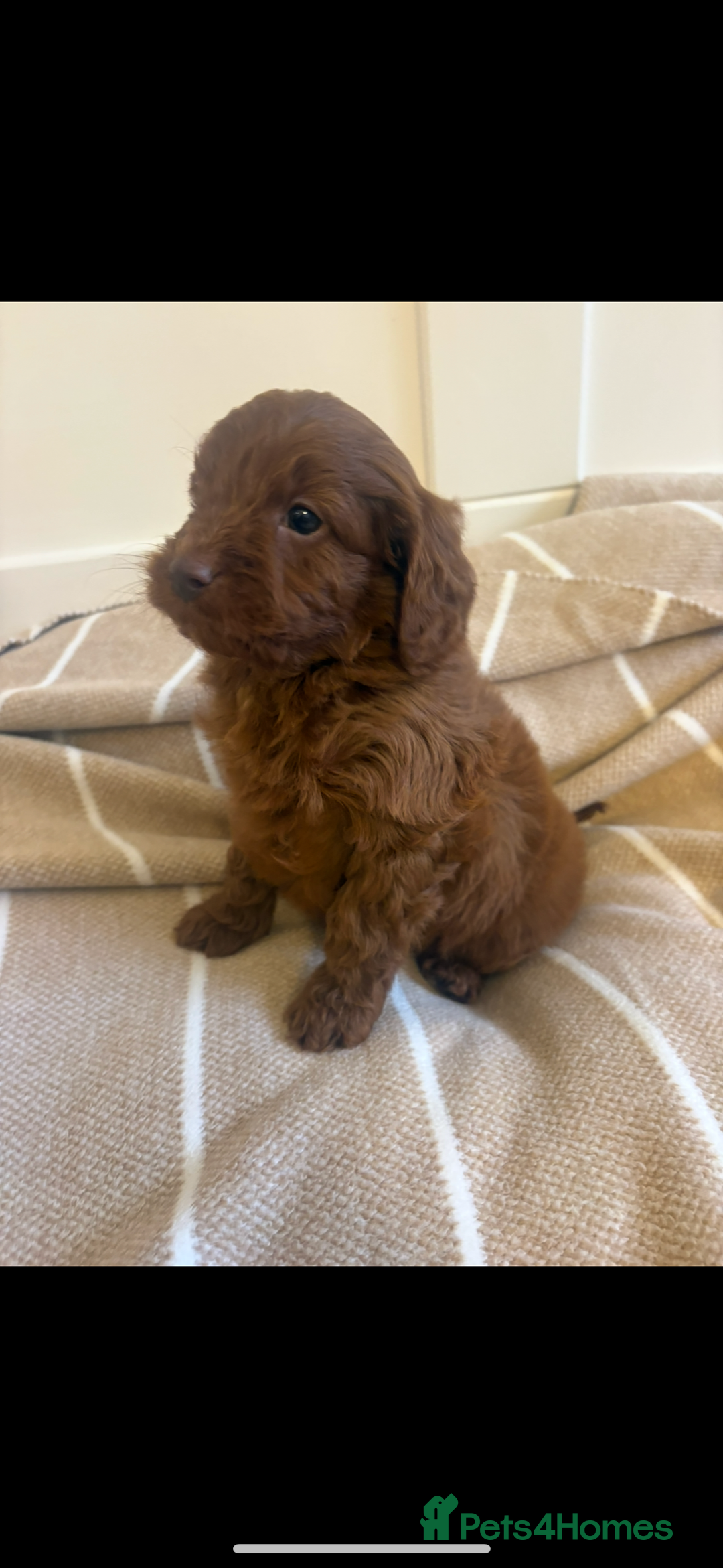 Cavapoo dogs for sale: LICENSED BREEDER QUALITY HEALTH TESTED CAVAPOOS - Advert 24