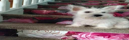West Highland Terrier dogs for sale: Westie puppies available  - Advert 5