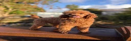 Miniature Poodle dogs for stud: Super Dougal stud poodle - Advert 2