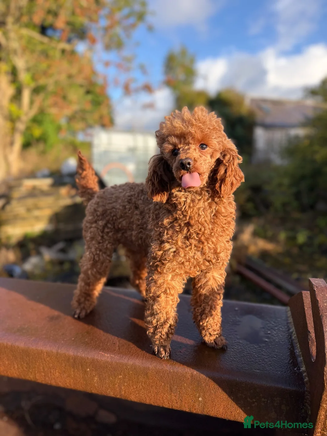 Miniature Poodle dogs for stud: Super Dougal stud poodle - Advert 2