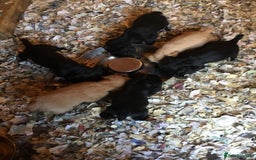 Cocker Spaniel dogs for sale: KC COCKERS HT PARENTS PUPPIES FOR SALE  - Image 1