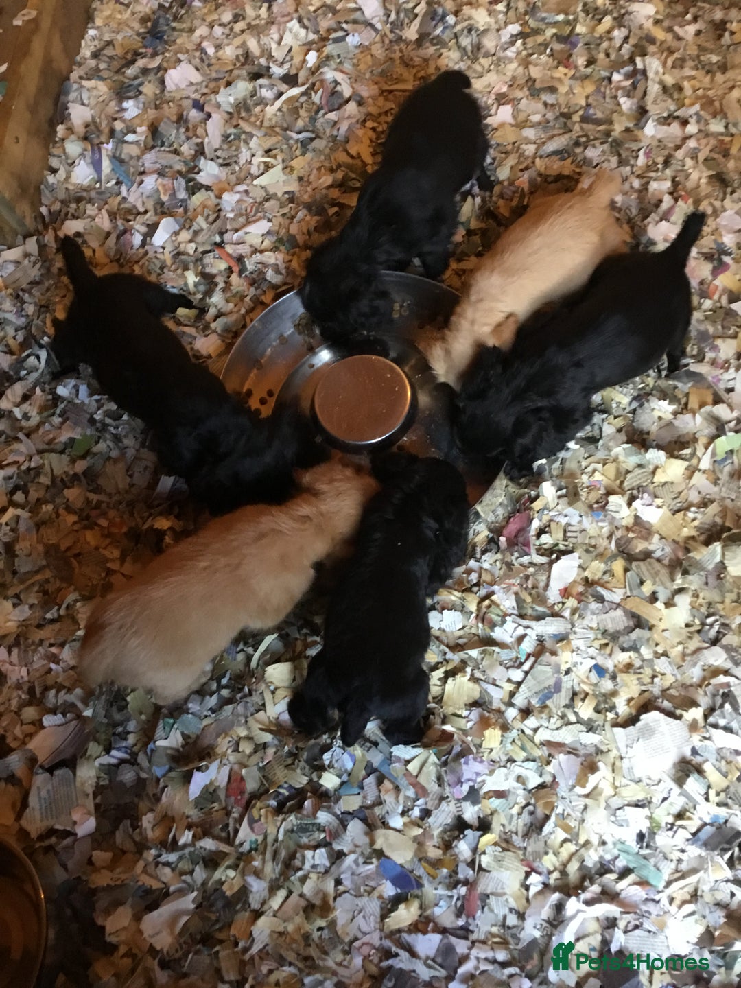 Cocker Spaniel dogs for sale: KC COCKERS HT PARENTS PUPPIES FOR SALE  - Image 1