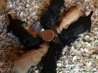 Cocker Spaniel dogs for sale - Advert 1