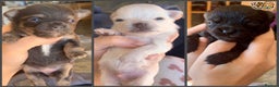 Chihuahua dogs for stud: KC Lilac Tri Long Coat Chihuahua Well Proven Stud in Washington - Advert 8