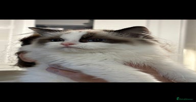 Ragdoll cats - Advert 3