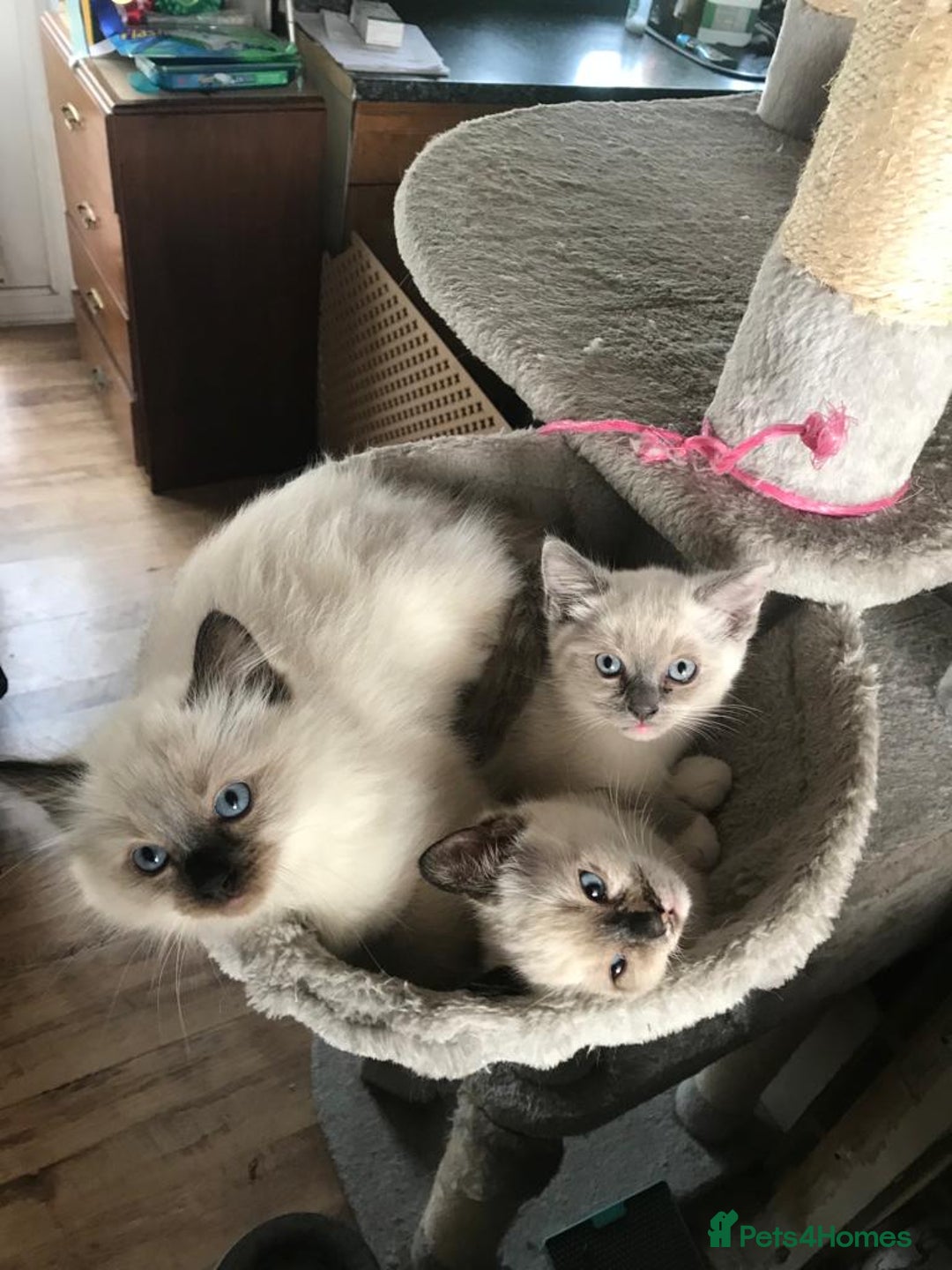 Ragdoll cats for sale: Beautiful Ragdoll kittens from our Esme - Advert 5