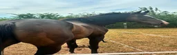 English Thoroughbred horses for sale:     Roman – Sweet TB Gelding with Huge Potential in Newark - Advert 4