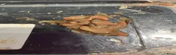 Mixed Breed reptiles for sale: Baby buffalo leeches for sale in Stafford - Advert 2