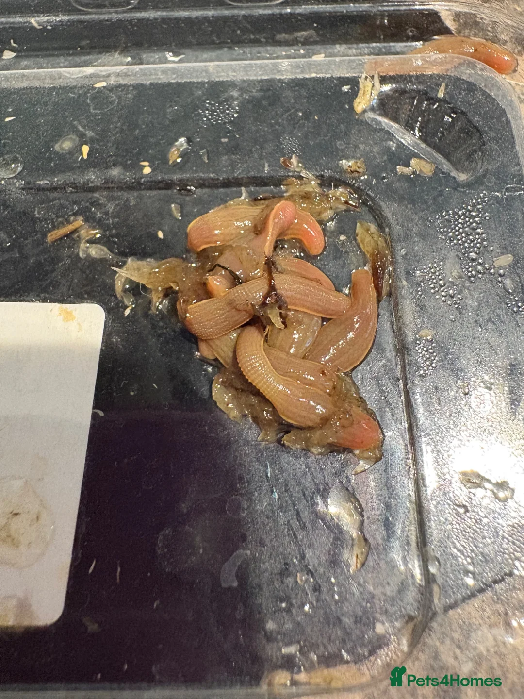 Mixed Breed reptiles for sale: Baby buffalo leeches for sale in Stafford - Advert 2