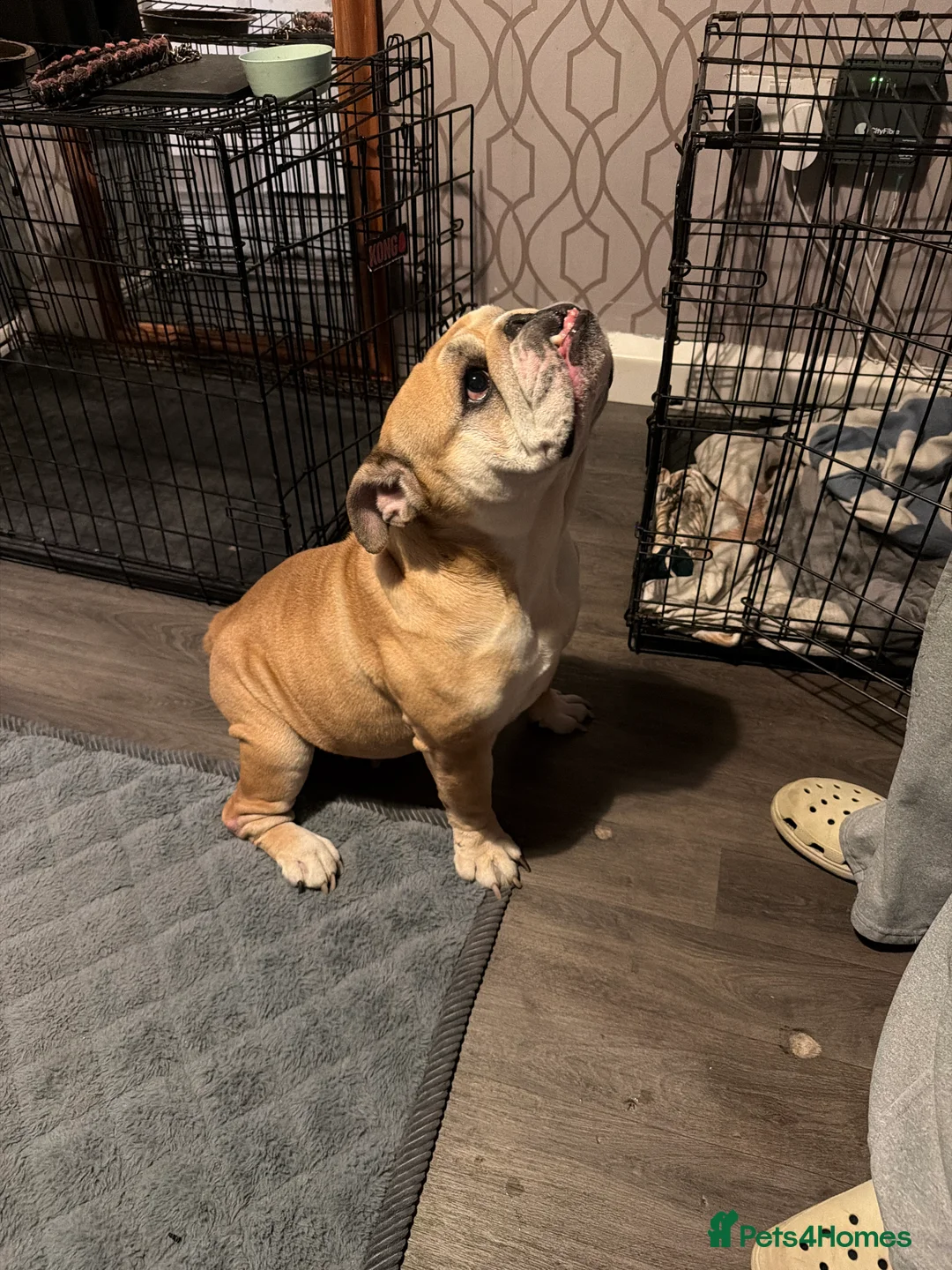 American Bully dogs for sale: Bulldog  - Advert 1