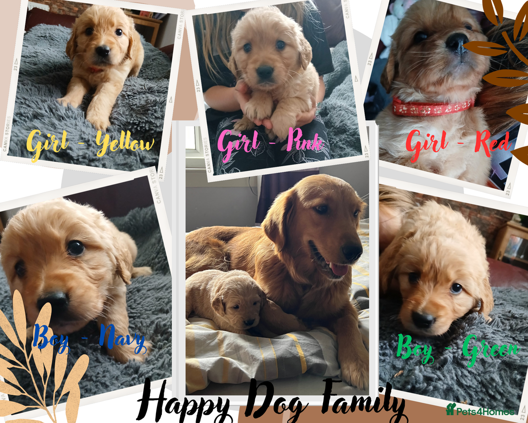 Golden Retriever dogs for sale: 🐾 Golden Retriever Puppies – Ready Soon! 🐾 - Image 1