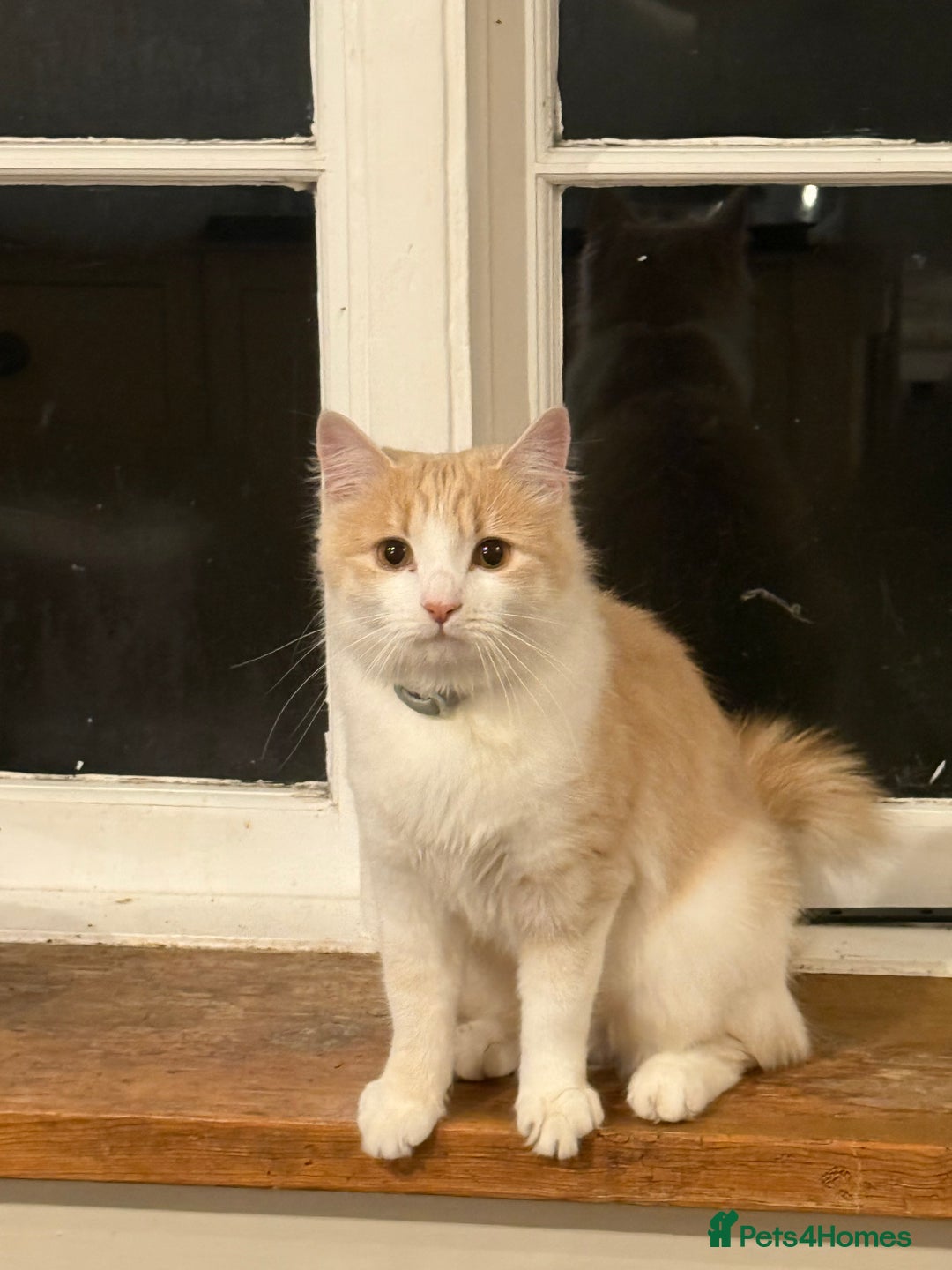 Ragdoll cats for sale: Milky - Advert 2