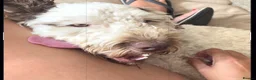 Cockapoo dogs for sale: Rehome 2 year old boy in Orpington - Advert 2