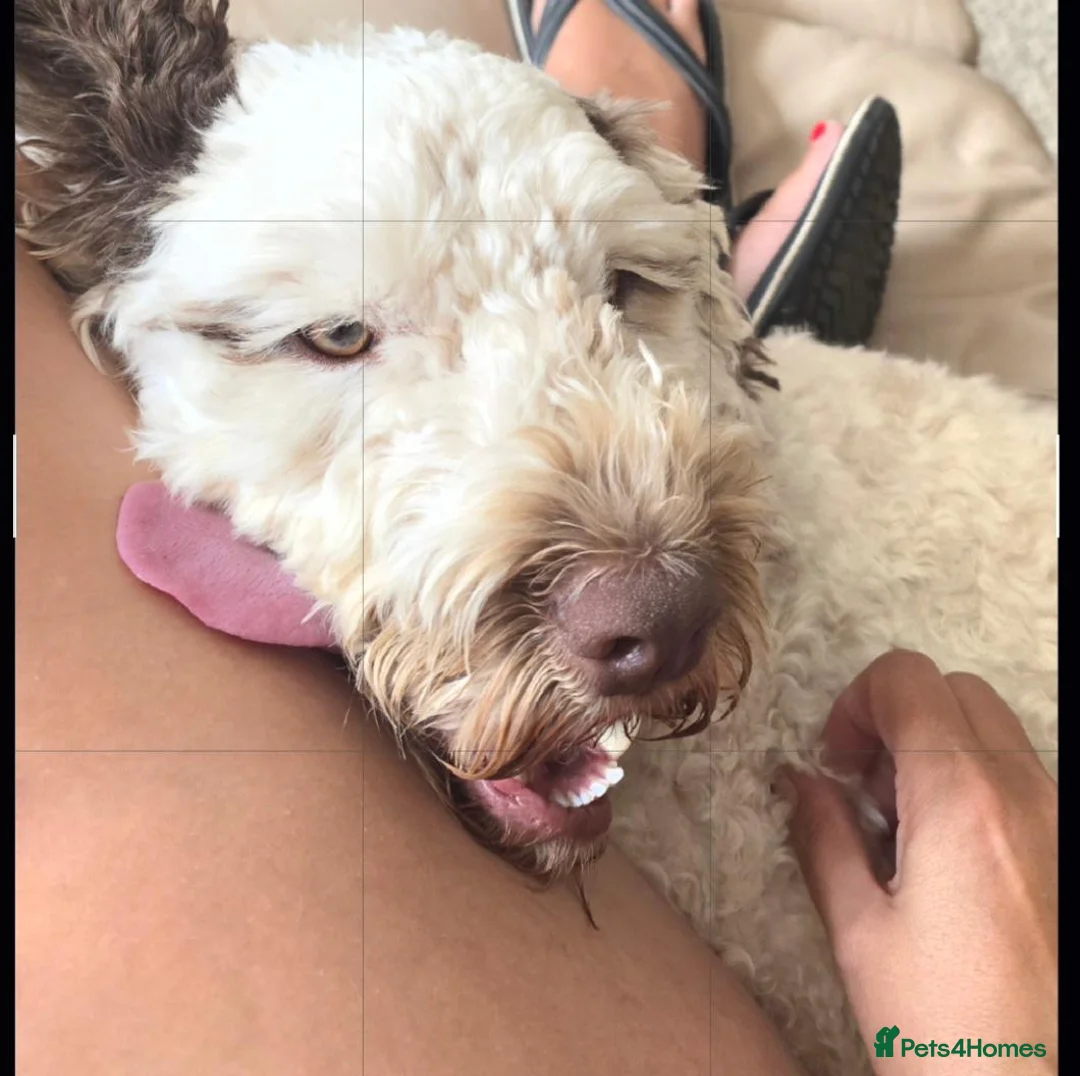 Cockapoo dogs for sale: Rehome 2 year old boy in Orpington - Advert 2