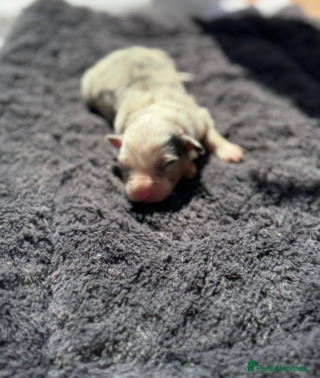 Australian Shepherd dogs for sale: KC registered Australian Shepard puppies - Image 8