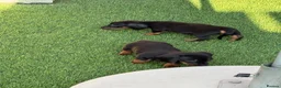 Miniature Dachshund dogs for sale: Miniature dachshund Puppys for sale  in Aldershot - Advert 12