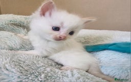 Ragdoll cats for sale: 7 beautiful fluffy Ragdoll cats.  - Image 11