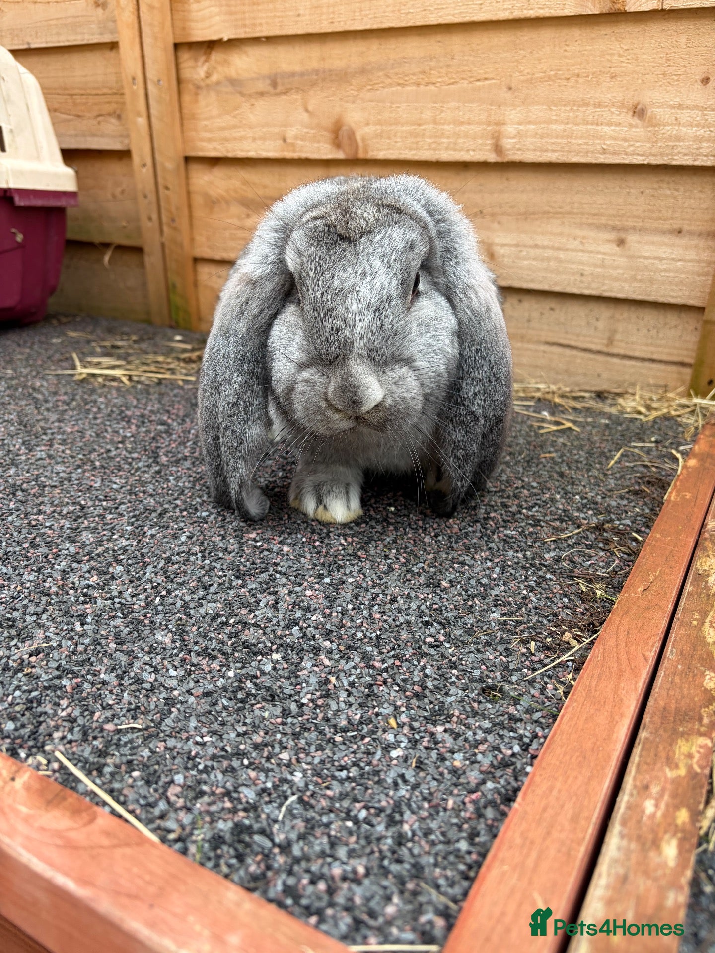 French Lop rabbits French lop baby buck - Advert 1