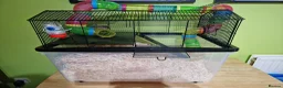 Gerbil rodents for sale: 2 x male gerbils with cage etc - Advert 5